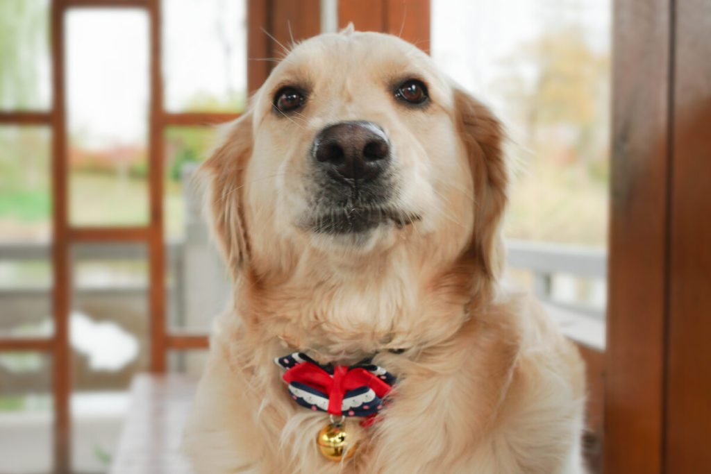 Do Goldens bark a lot? Are they barky dog breeds?