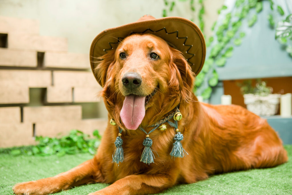 Top 5 Golden Retriever shedding solutions