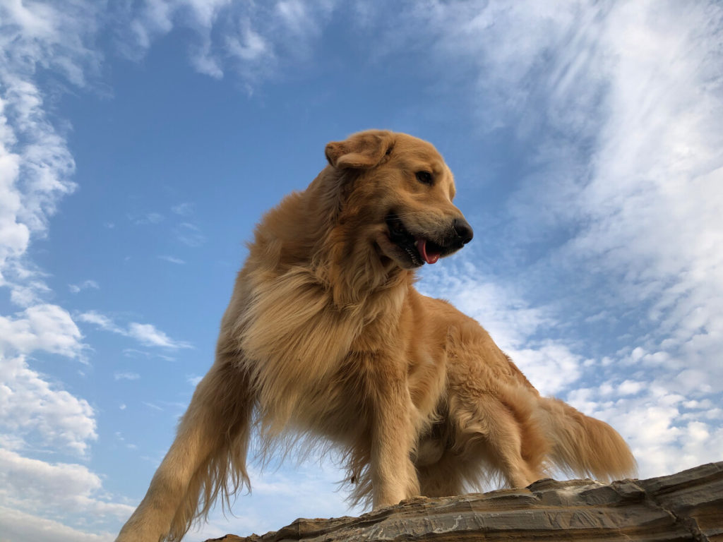 How much do Goldens shed? How bad do Goldens shed?