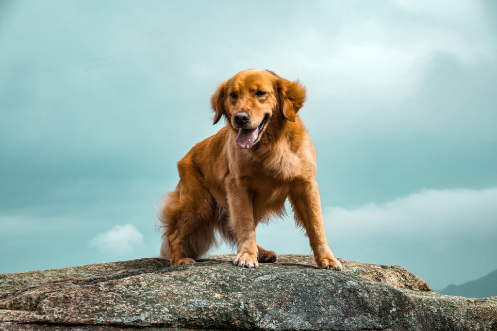 Do Golden Retriever Shed?- Top 5 Golden Shedding Solutions