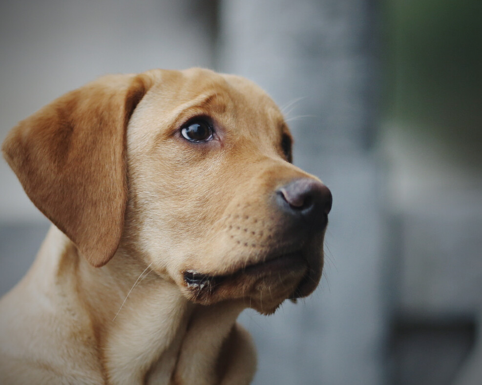 Canine Atopic Dermatitis