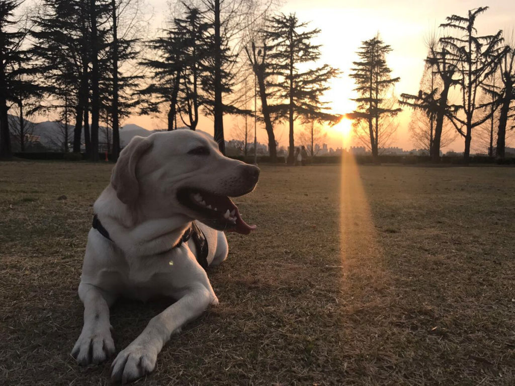 Do Labrador Retriever Smell?