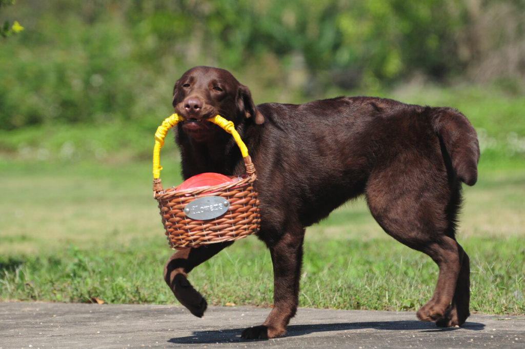 Do Labradors Smell