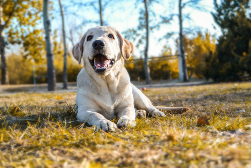 How Do I Prevent My Labrador From Drooling?