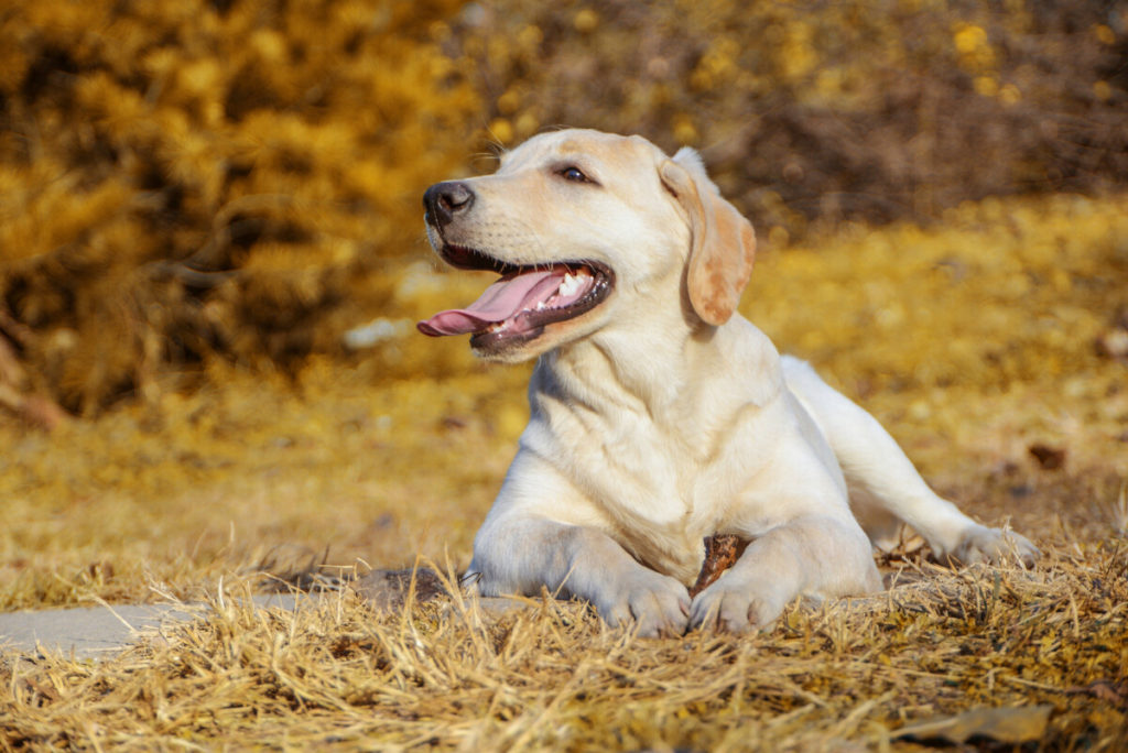 What Causes Labradors to Drool Excessively?