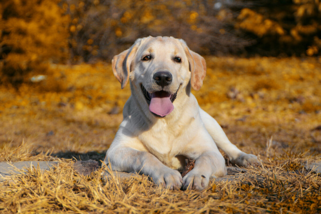 What Causes Labradors to Drool Excessively?