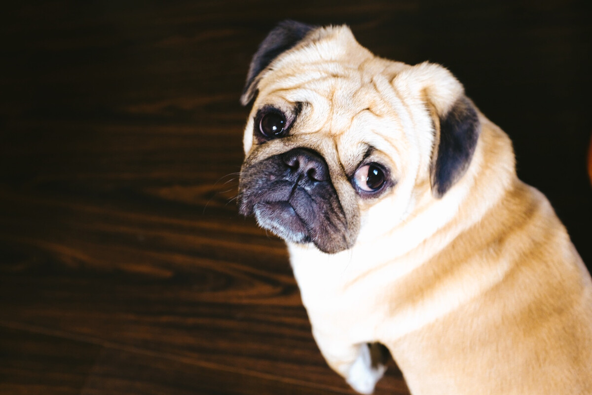 Do Pugs Smell Bad? Why and What to Do About it SPIRE PET