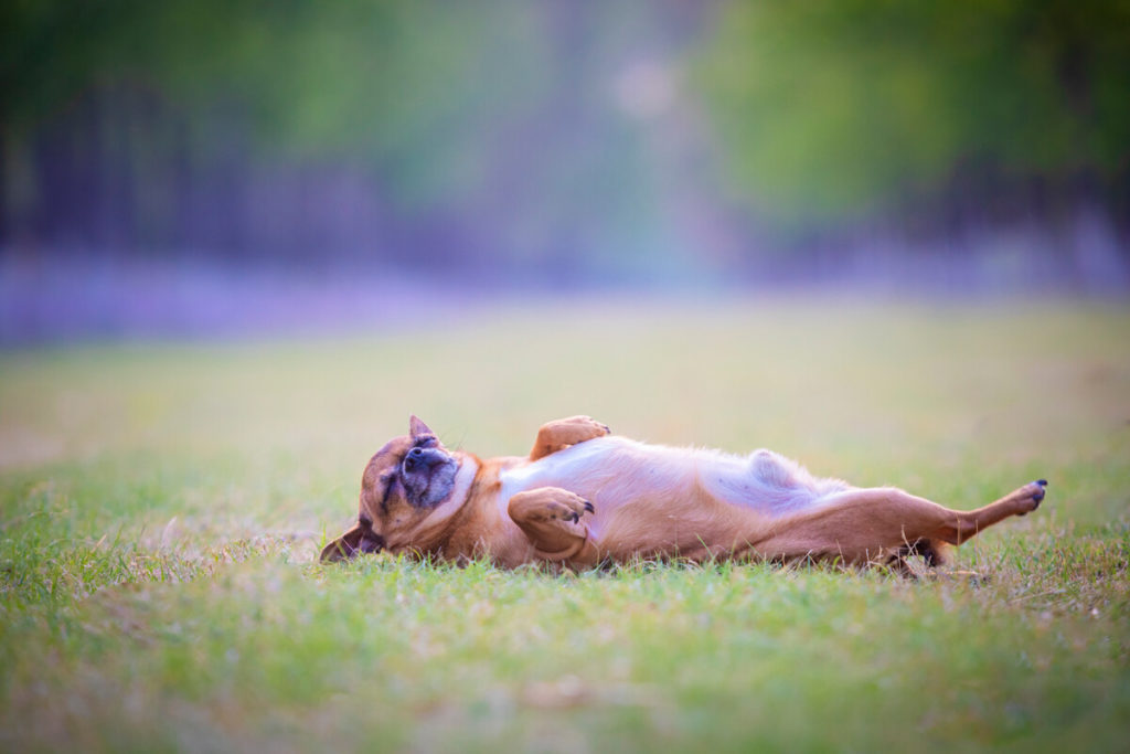 How do I groom a Chihuahua?