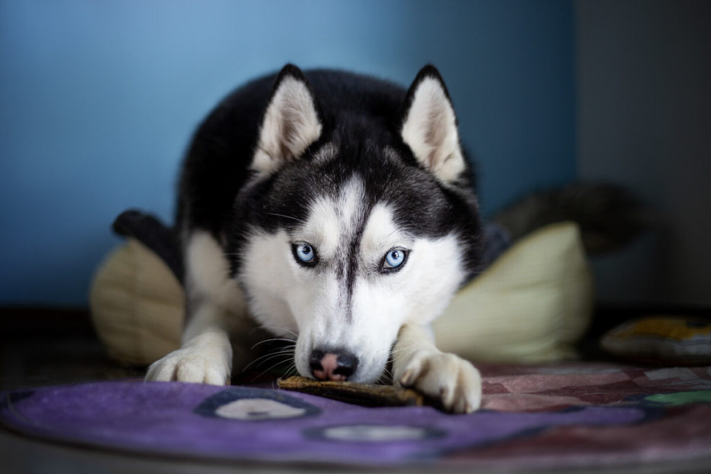 What causes a Husky to become restless?