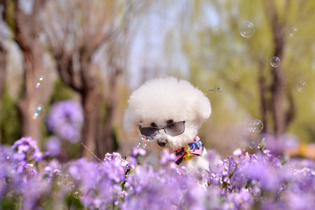 How Long Can Bichon Frise Stay Home Alone?