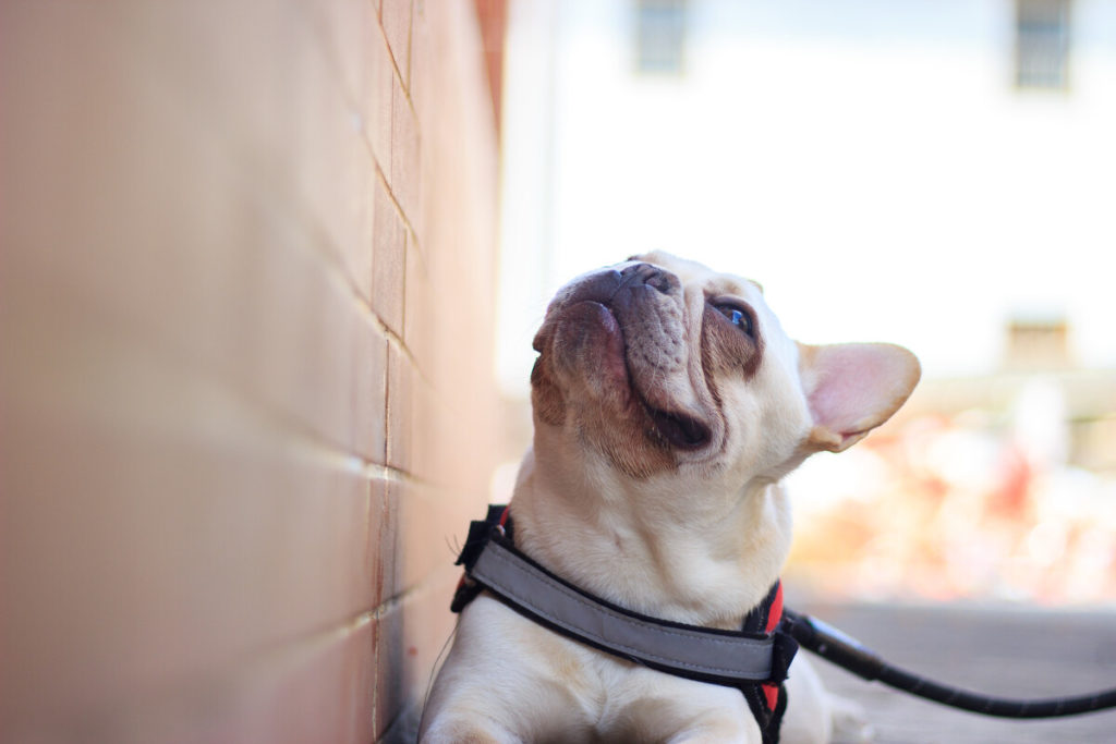 ADULT FRENCH BULLDOGS