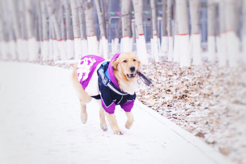 Do Golden Retrievers need a lot of exercise?