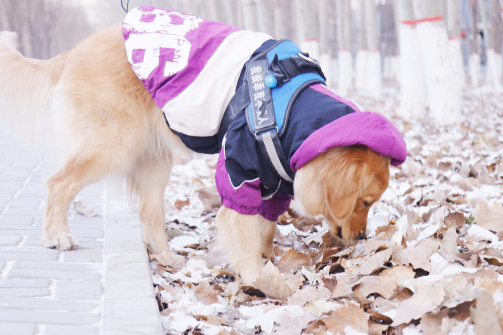 How much exercise does a Golden Retriever need? (adult Golden)