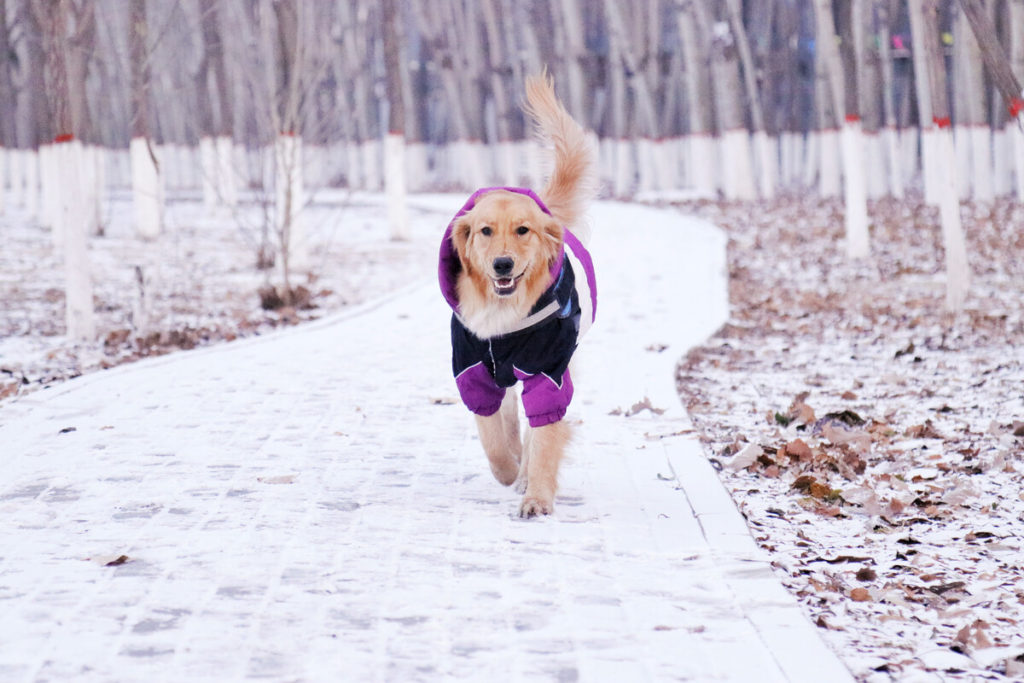 Best ways of exercise for Goldens