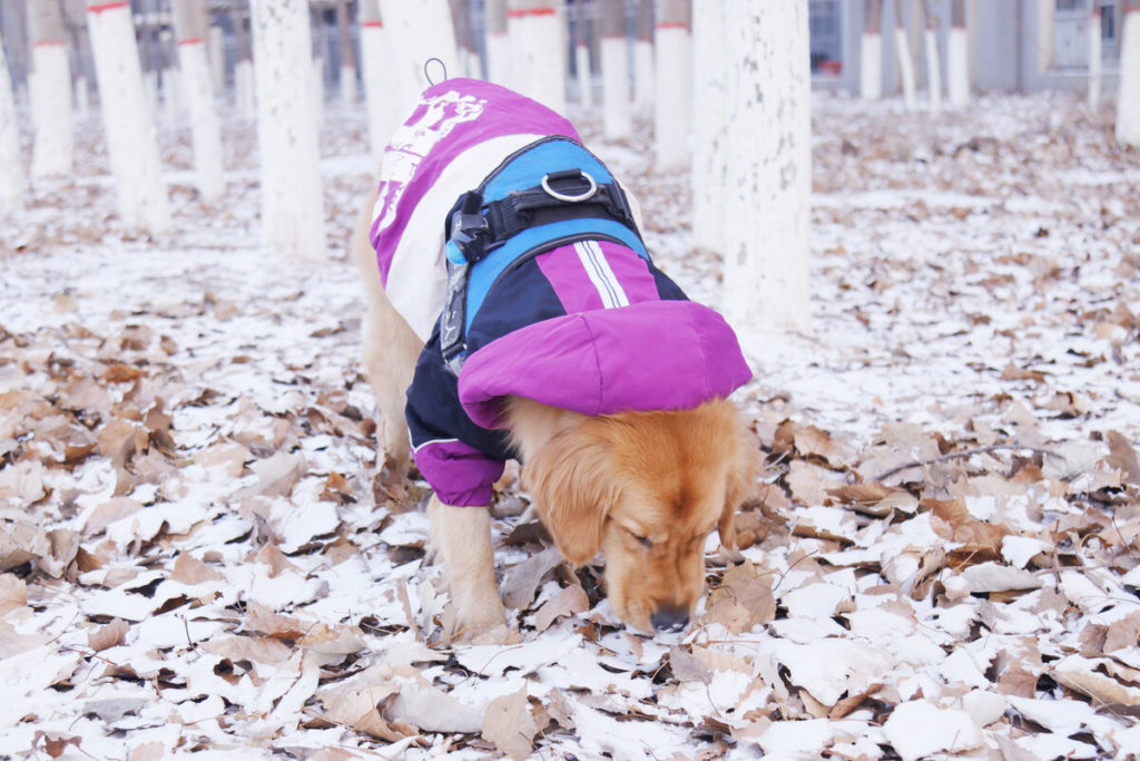 How Much Exercise Does A Golden Retriever Need?