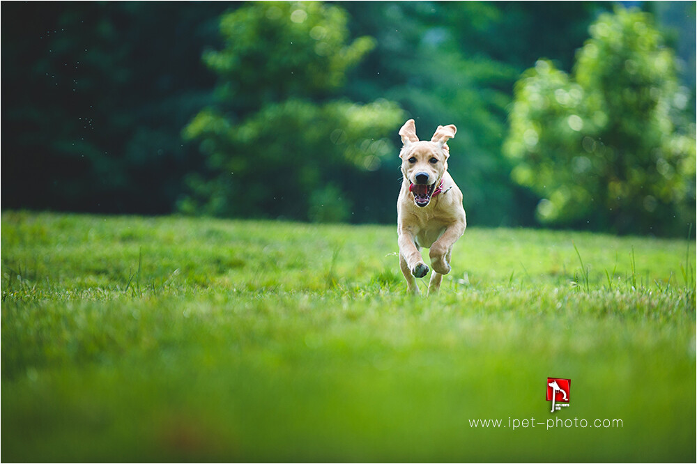 Signs Your Labrador Isn’t Getting Enough Exercise