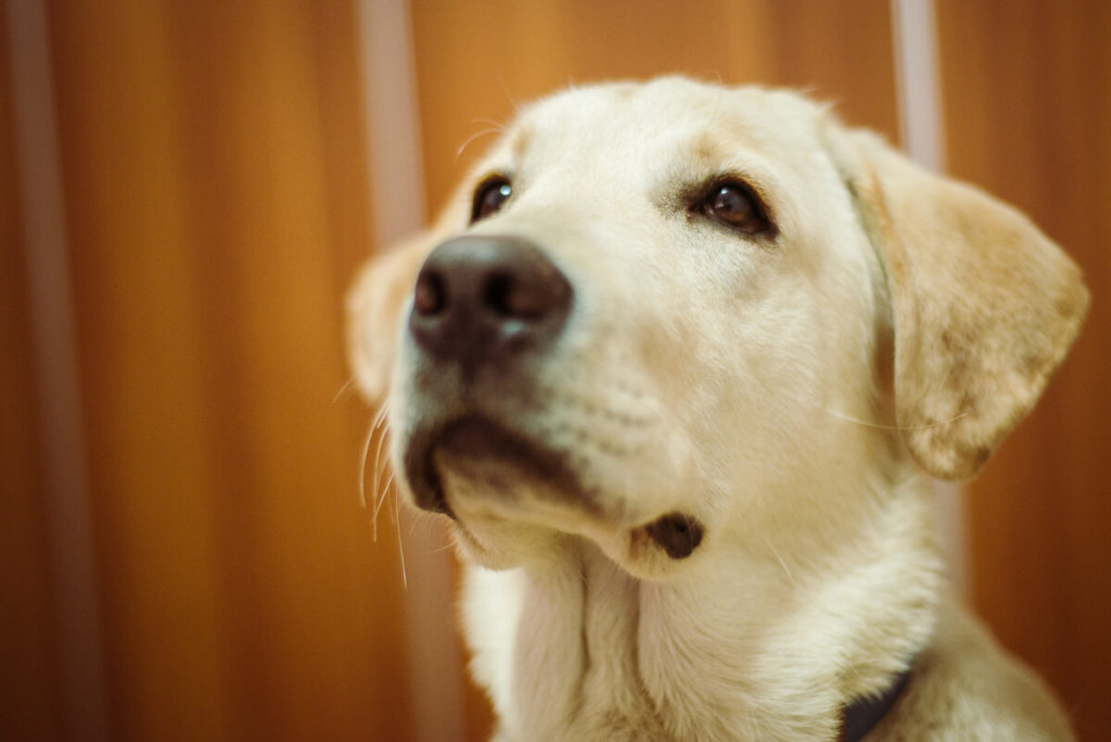 After a day of swimming, be sure to give your dog a bath to remove any dirt and/or chlorine from their coat.