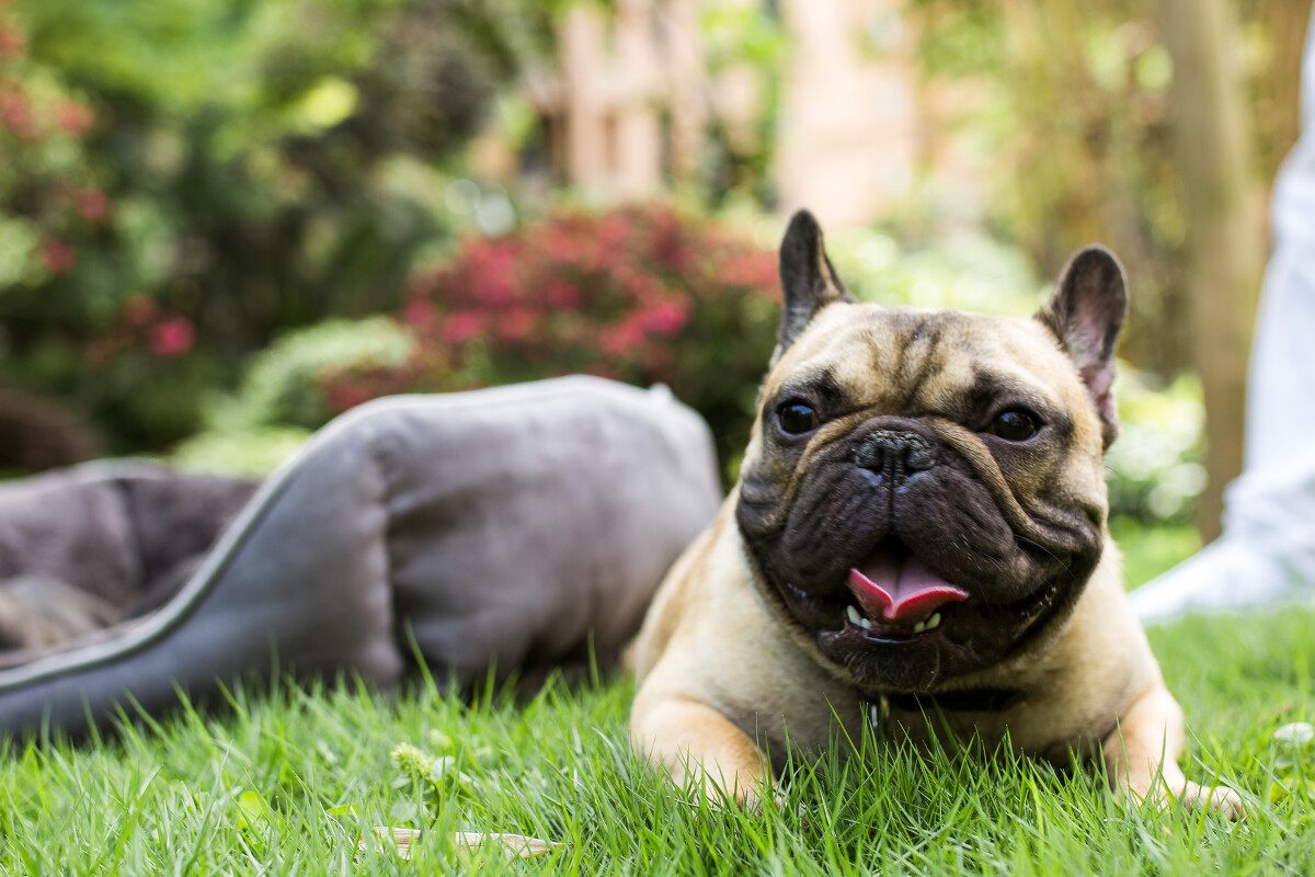 How Often Do French Bulldogs Need a Bath? - SPIRE PET