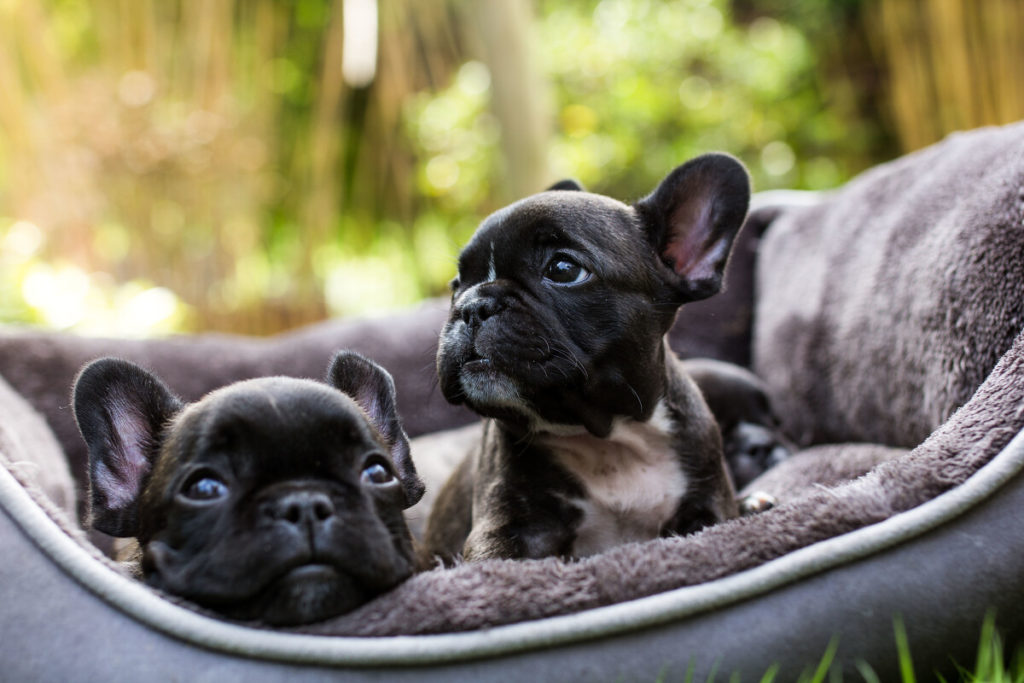 How often should you clean your French Bulldog’s paws?