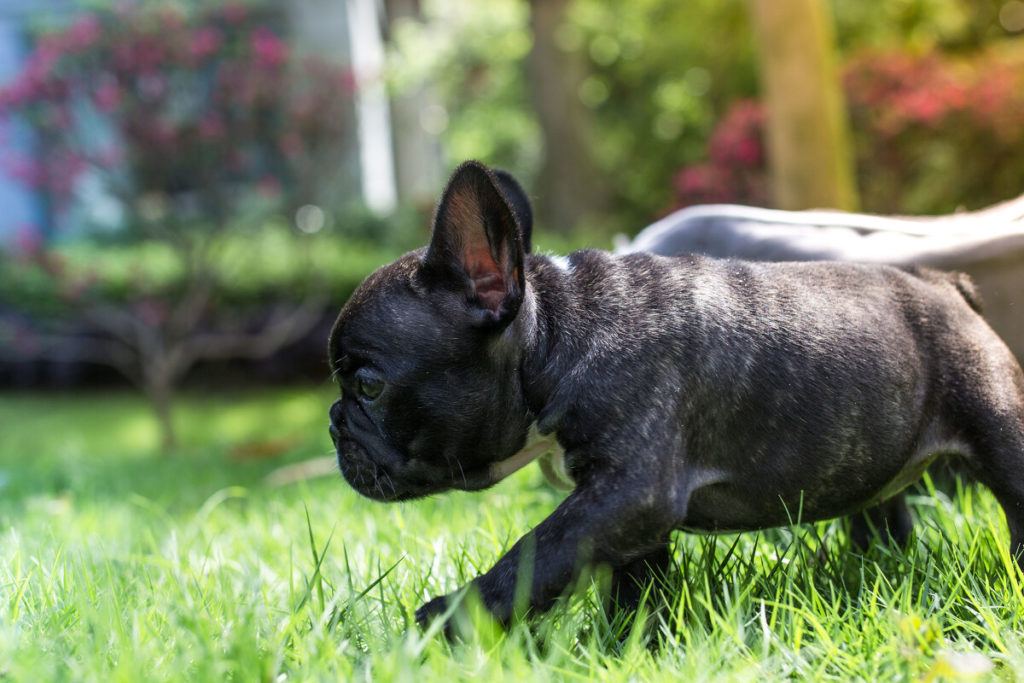 When can you bathe your French Bulldog puppy for the first time?