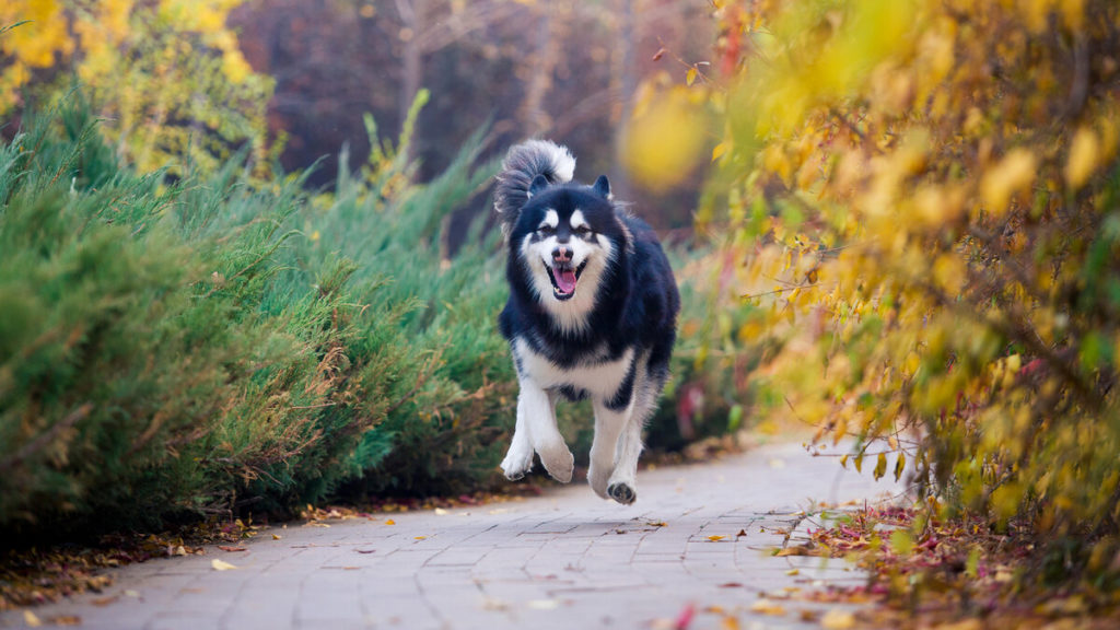 How often should you feed your Husky?