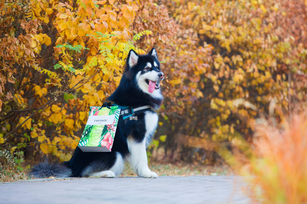 Snacks and treats