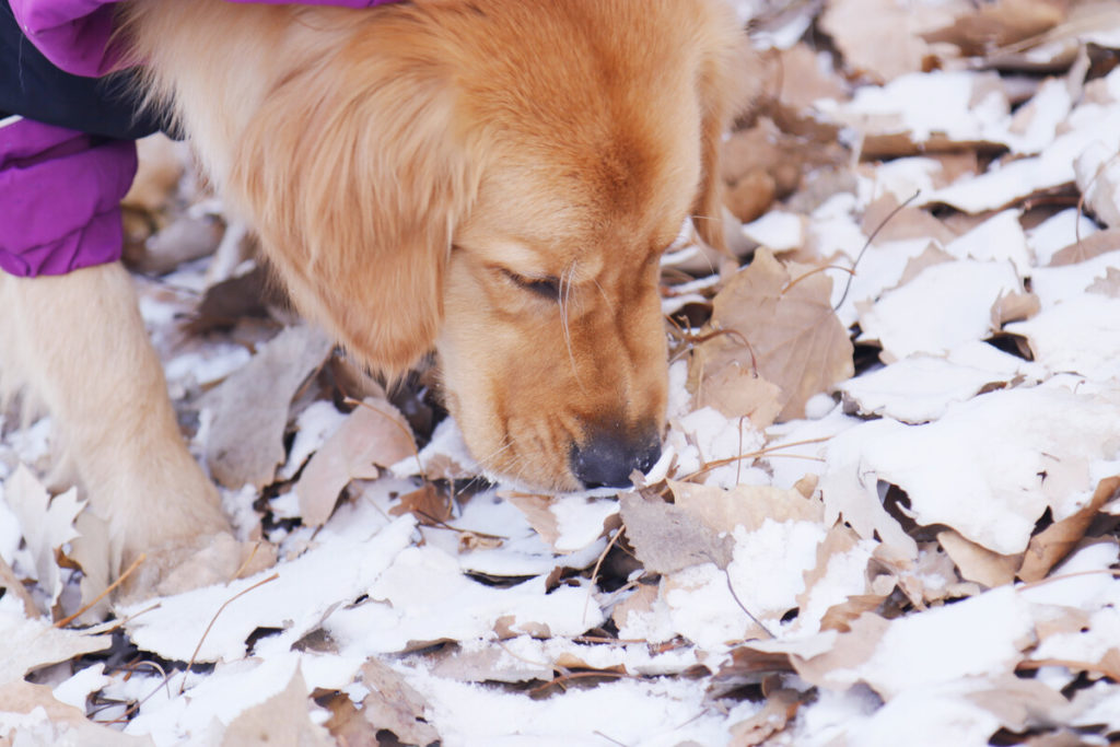 Homemade food for Golden Retriever Puppy