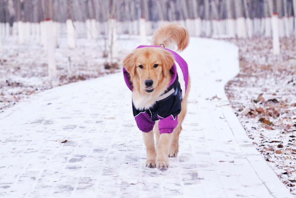 How much should I feed my Golden Retriever Puppy?