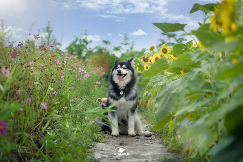 Grooming your Alaskan Malamute