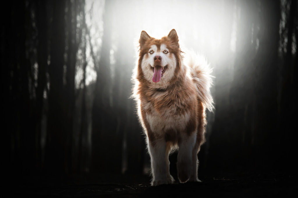 Bathing your Alaskan Malamute