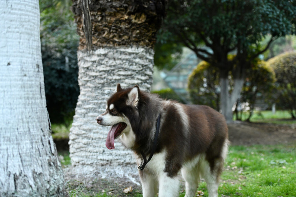 Maintenance and keeping your Alaskan Malamute Clean