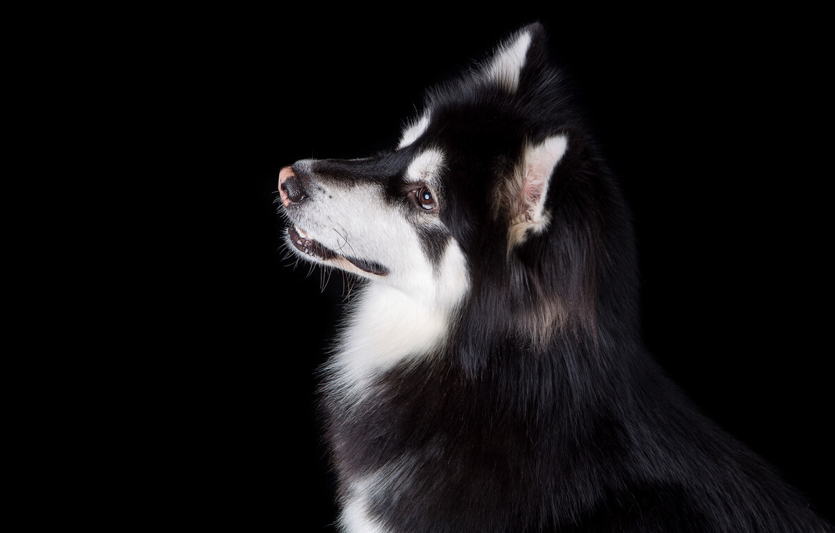 when-do-you-neuter-an-siberian-husky-spire-pet