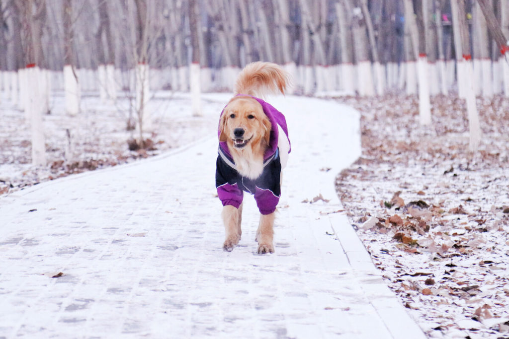 How To Stop Golden Retriever Hair Fall?