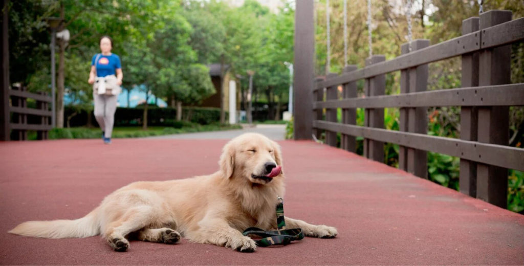 Proven solutions to stop Golden Retriever hair fall