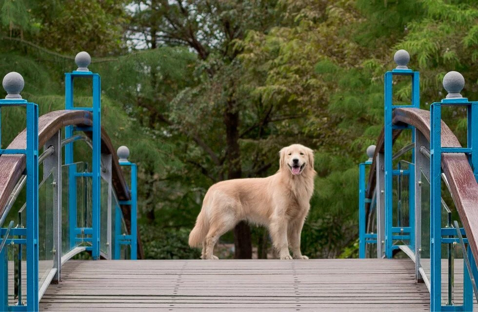 Golden Retriever biting problem. Do Golden Retrievers bite more than other breeds?