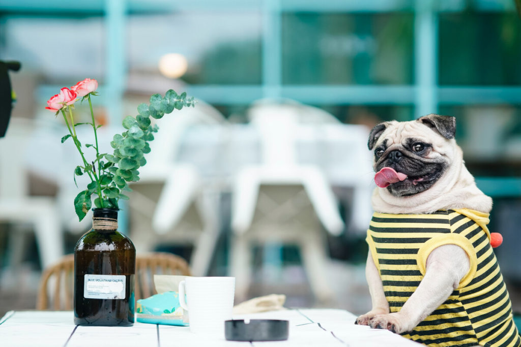 When to Start Teaching Basic Commands to Your Pug