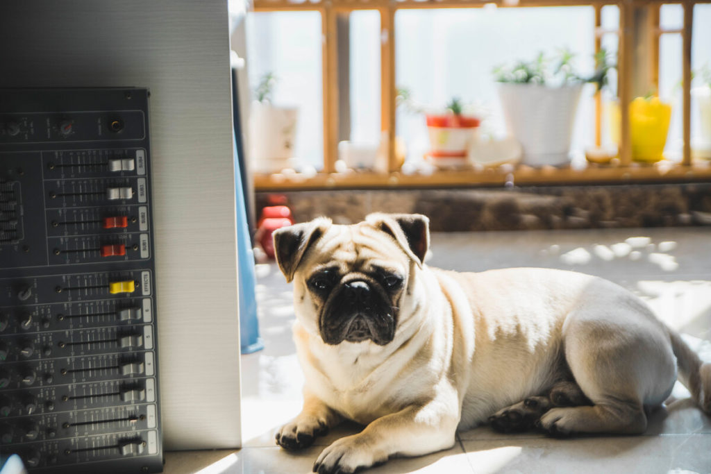 Repeat these steps a few times. After a few attempts, your Pug will understand how he can earn his treat and he will respond by moving faster and faster.