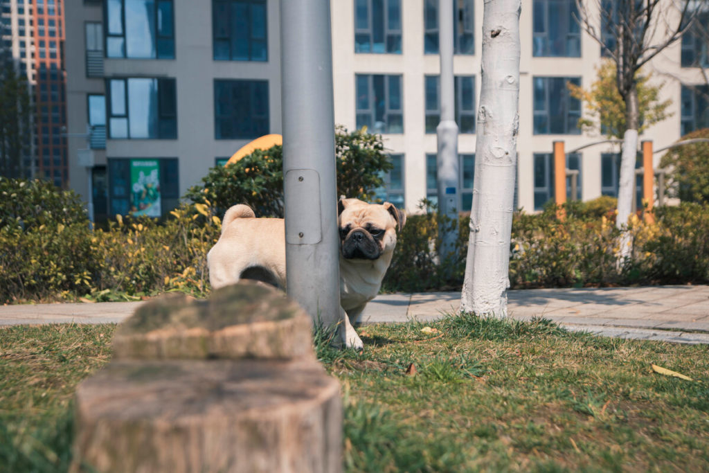 The goal is for your Pug to learn to understand that when he hears the discs, it is showing behavior that does not get rewarded. Eventually, your pup will no longer think of showing these behaviors and discs are no longer needed.