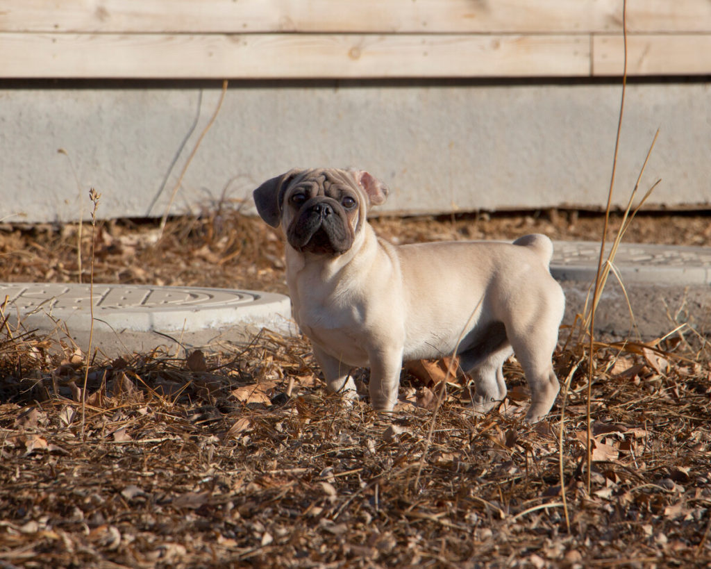 How to travel with a Pug? The ultimate tips