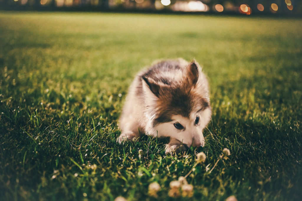 How to train your Alaskan Malamute puppy to drink water?