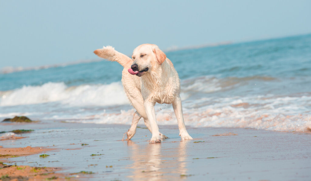 Are Labradors Good With Toddlers?