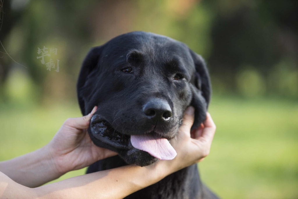 Want To Ensure Your Labrador Will Be Good Around Kids? Do These 3 Things