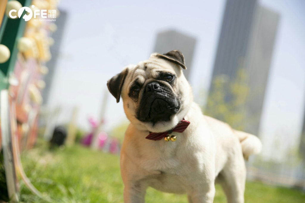 Dogs don’t typically jump for joy when it’s time to get their teeth cleaned, but you can turn regular teeth brushing sessions into bonding time. Make it a normal part of your routine so that it isn’t such a task to get your pup to cooperate.