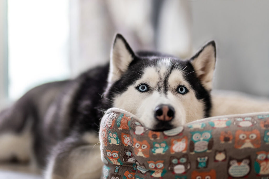 How should you exercise an Siberian Husky?