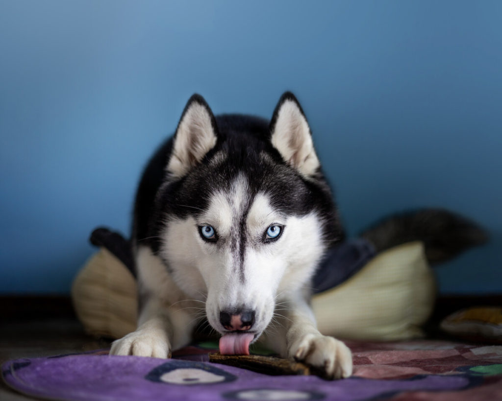 Should you exercise an Siberian Husky daily?