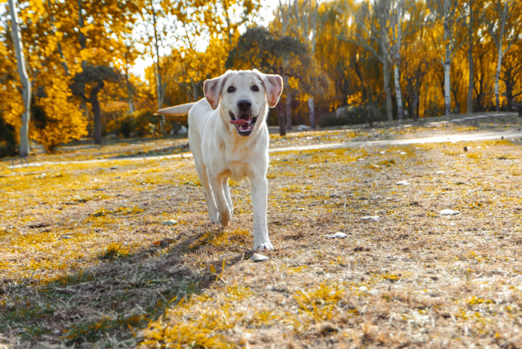 Other Ways to Keep Your Labrador Cool