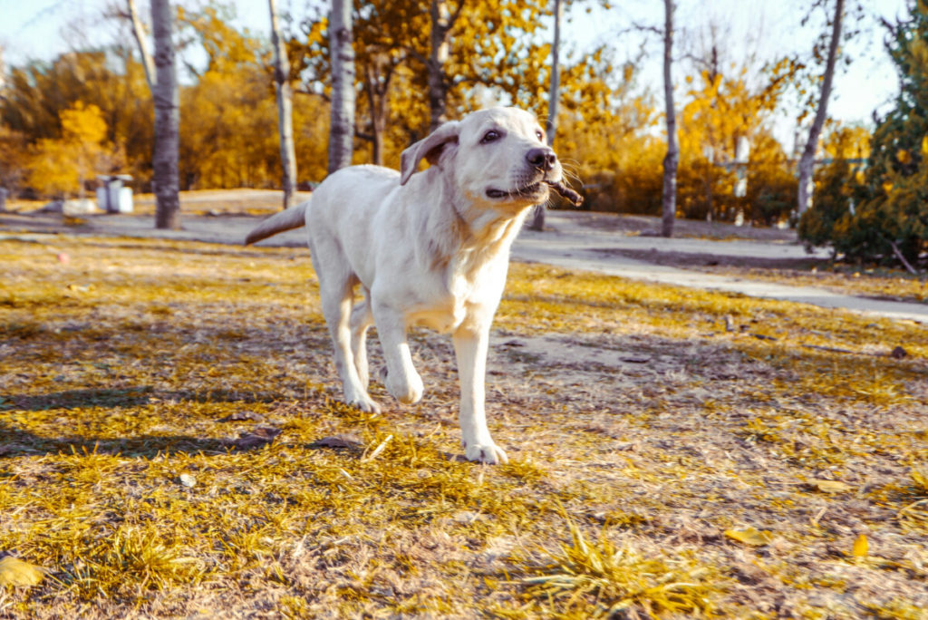 Does Shaving a Labrador Keep Them Cool?