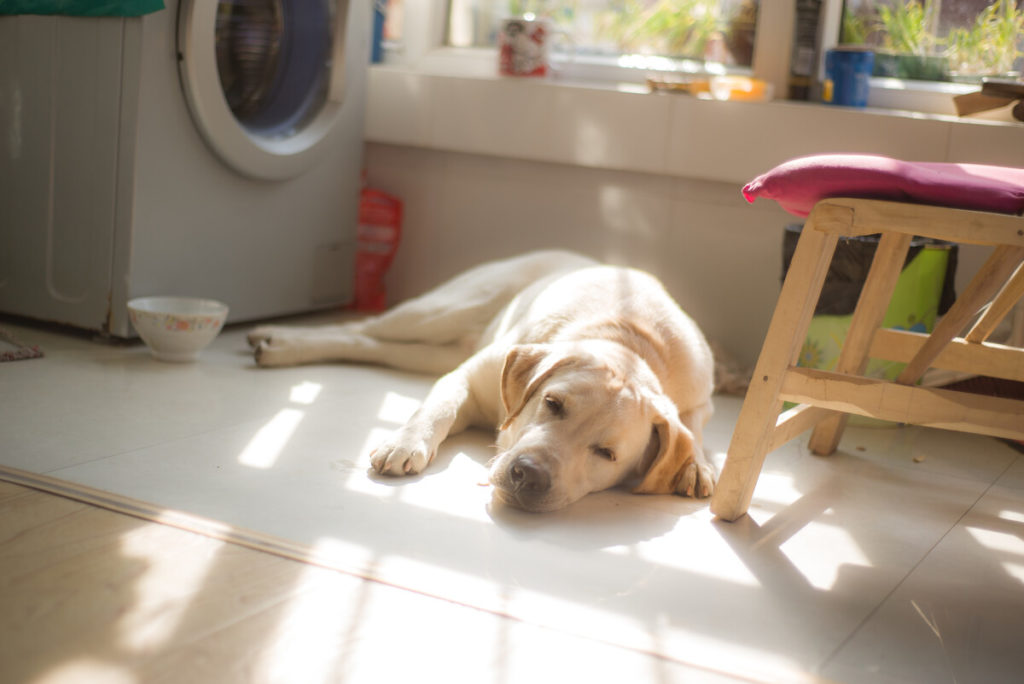 Does Shaving a Labrador Ruin Their Coat?