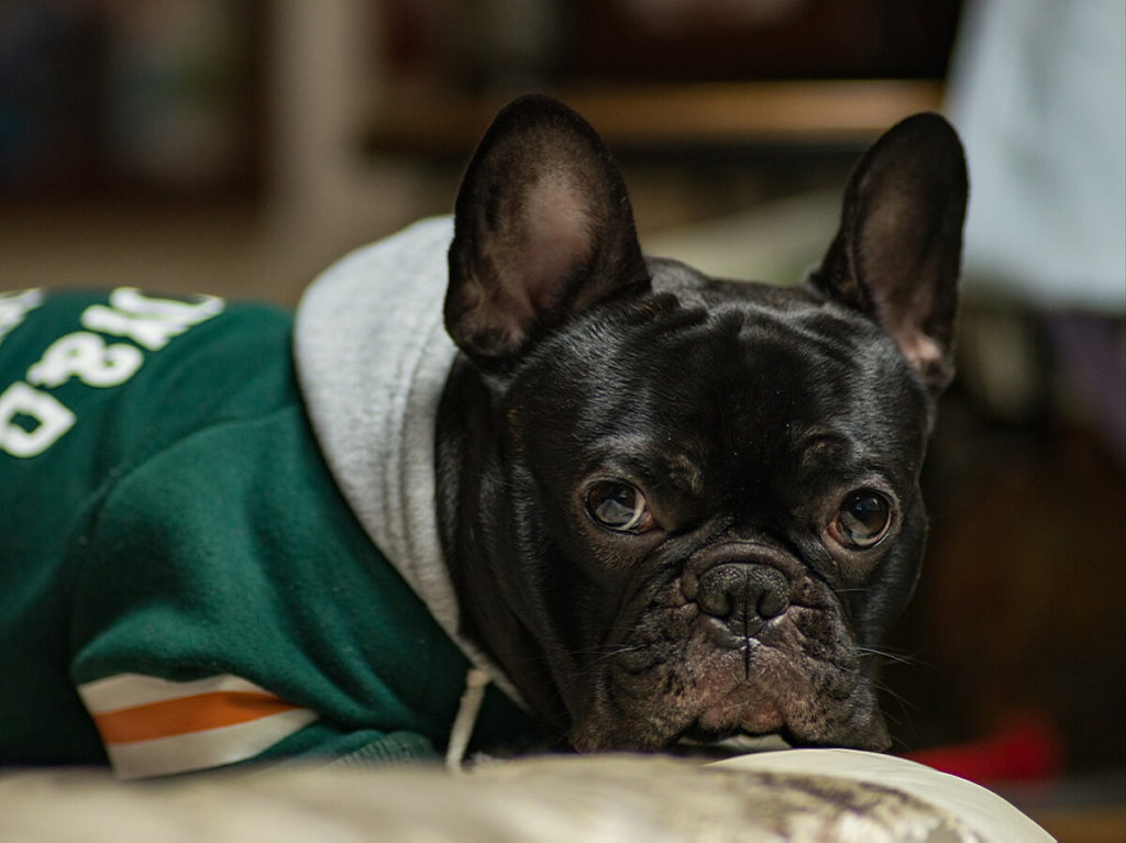 Should You Train Your French Bulldog to Use Pee Pads?