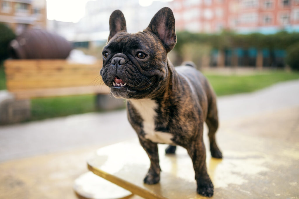 The Ultimate Guide to Minimising French Bulldog Shedding